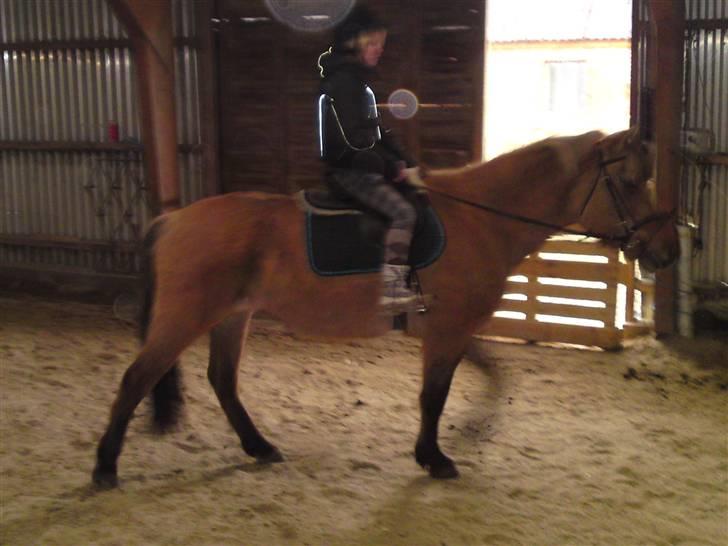 Anden særlig race daisy x-part solgt billede 8