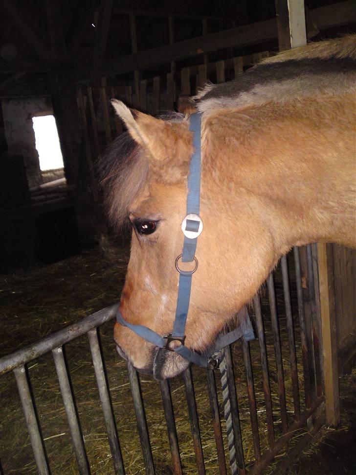 Anden særlig race daisy x-part solgt billede 9