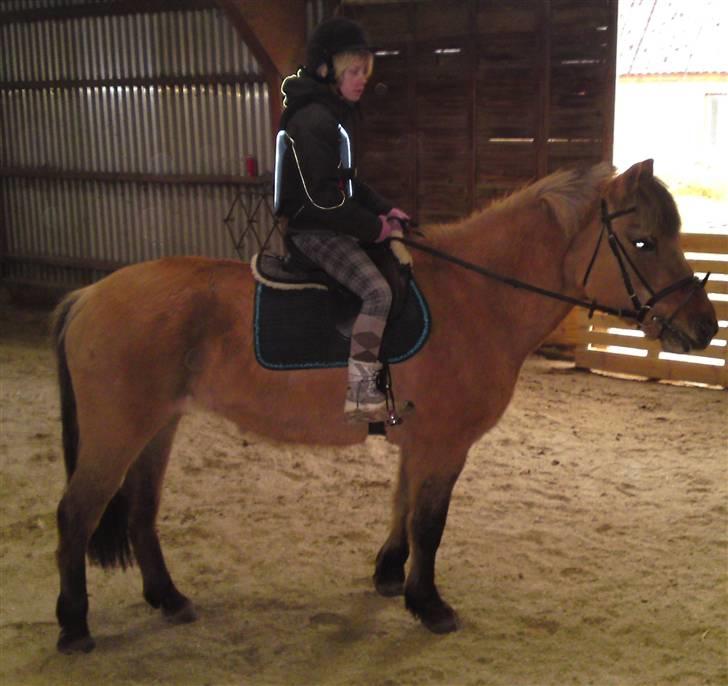 Anden særlig race daisy x-part solgt billede 10