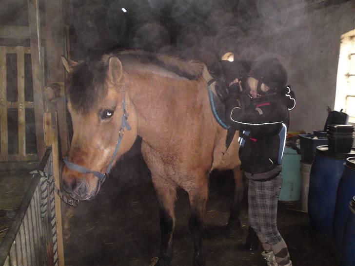 Anden særlig race daisy x-part solgt billede 11