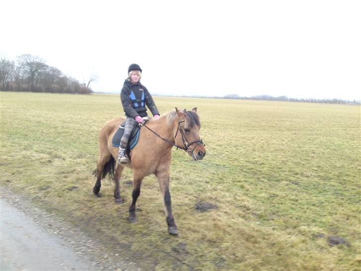 Anden særlig race daisy x-part solgt billede 12