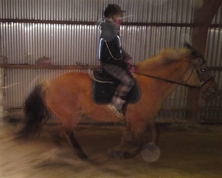 Anden særlig race daisy x-part solgt billede 13