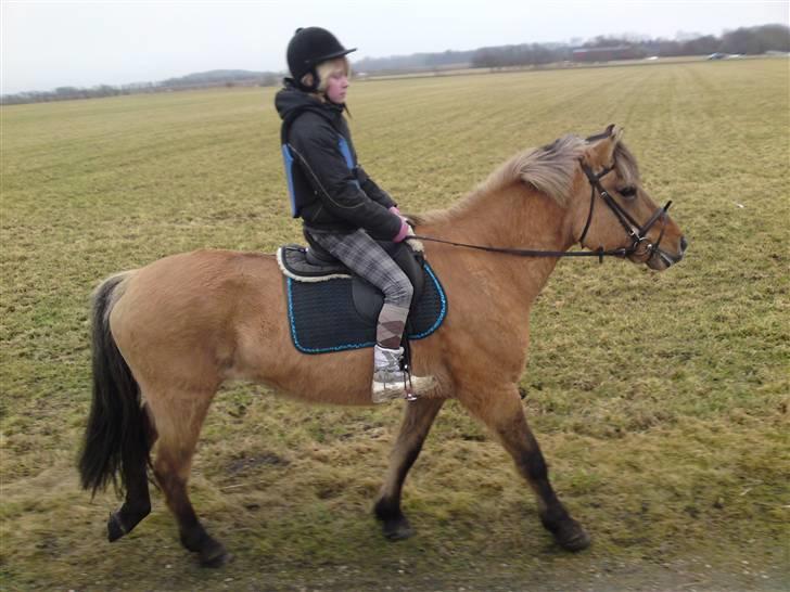 Anden særlig race daisy x-part solgt billede 14