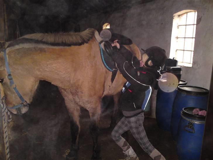 Anden særlig race daisy x-part solgt billede 15