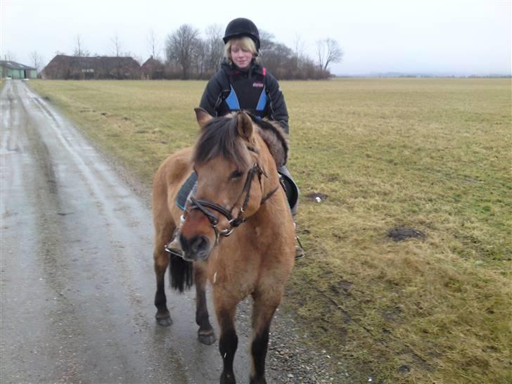 Anden særlig race daisy x-part solgt billede 16