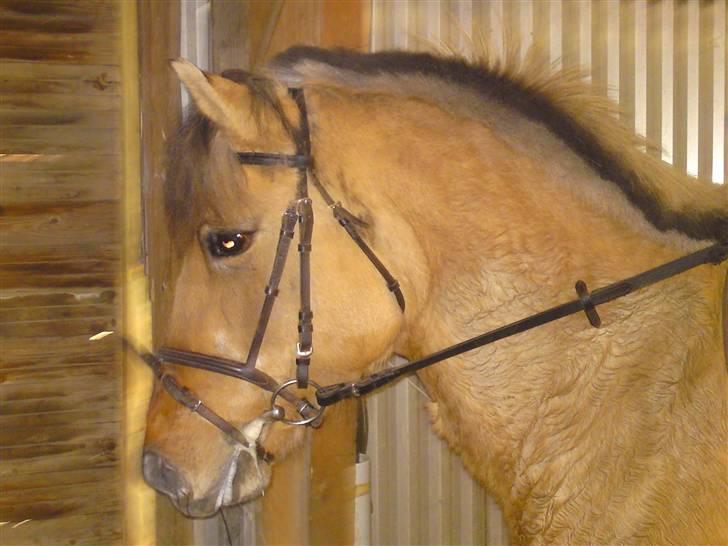 Anden særlig race daisy x-part solgt billede 17