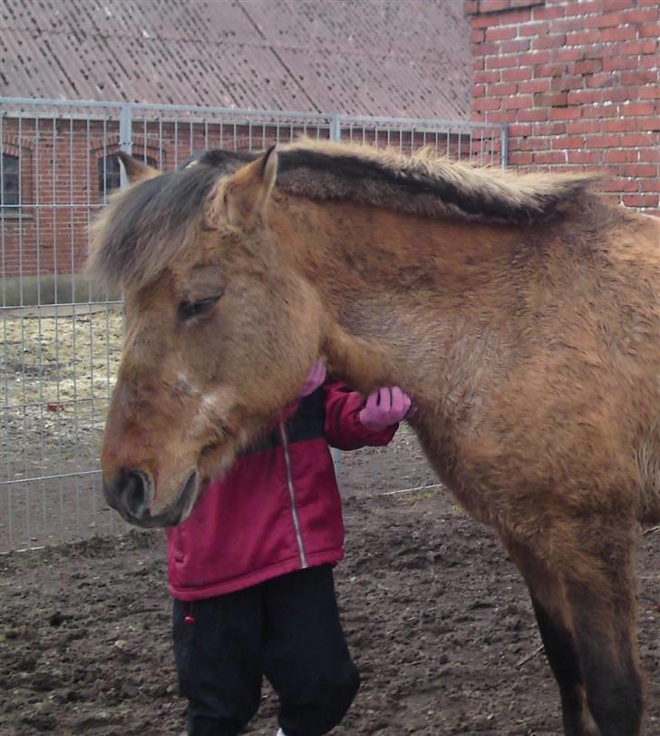 Anden særlig race daisy x-part solgt billede 18