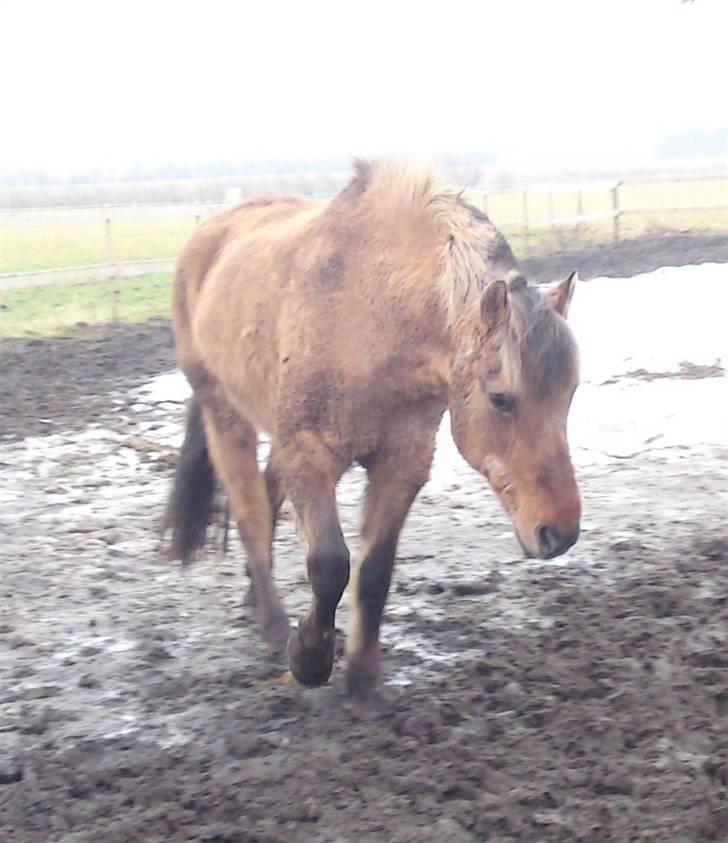 Anden særlig race daisy x-part solgt billede 19