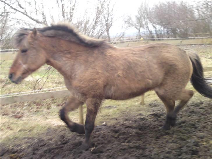 Anden særlig race daisy x-part solgt billede 20