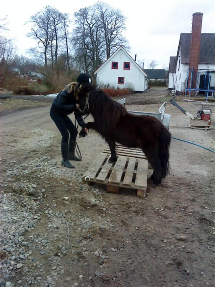 Shetlænder Monty(den dejlige<3)Solgt billede 8