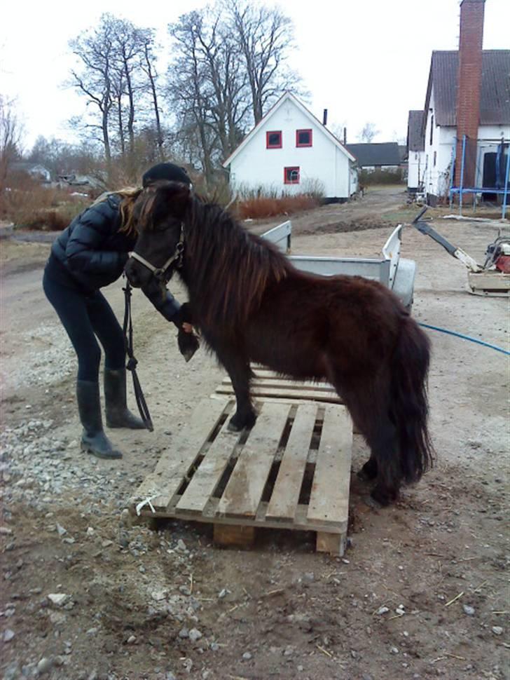 Shetlænder Monty(den dejlige<3)Solgt billede 9