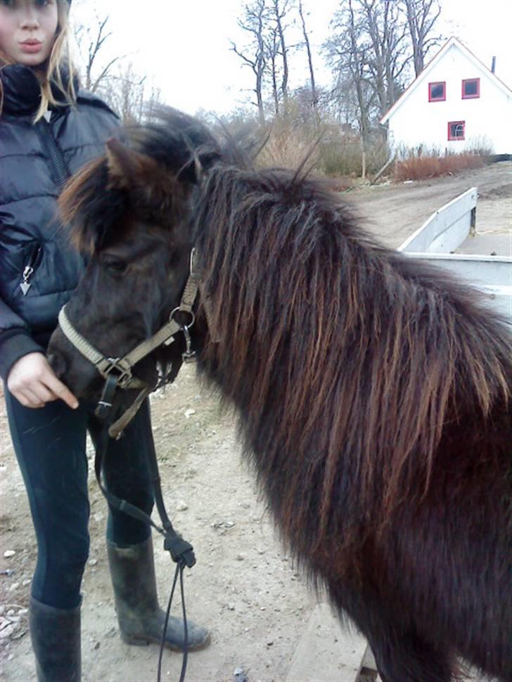 Shetlænder Monty(den dejlige<3)Solgt billede 10