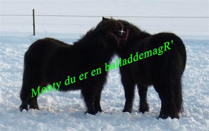 Shetlænder Monty(den dejlige<3)Solgt billede 11