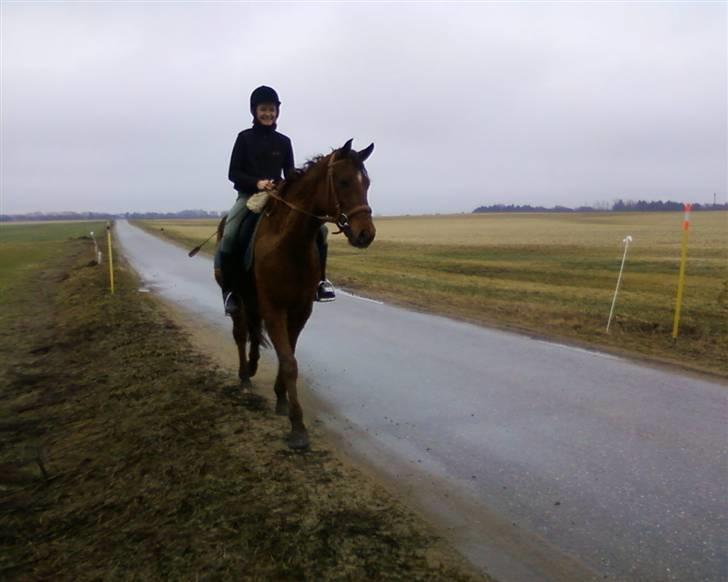 Anden særlig race Quinton - 20/3-10, skridter af på en lille tur. lille hest helt alene(næsten) i den store vide verden billede 12