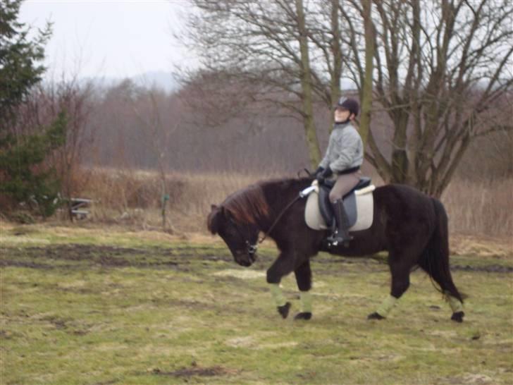 Islænder Spoi fra Hald billede 6