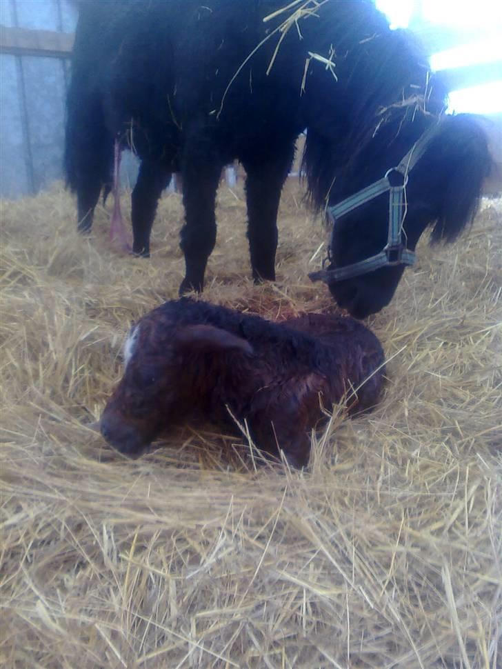 Shetlænder Fejø´s Fiona *RIP. D 22/4-12 * billede 5