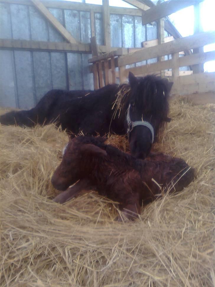 Shetlænder Fejø´s Fiona *RIP. D 22/4-12 * billede 6