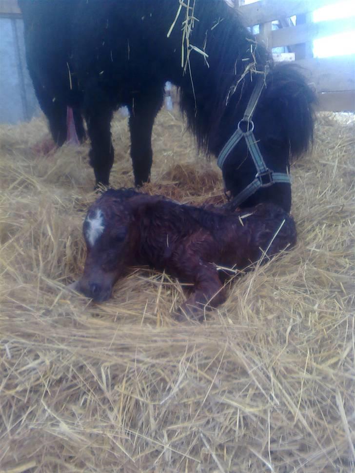 Shetlænder Fejø´s Fiona *RIP. D 22/4-12 * billede 7