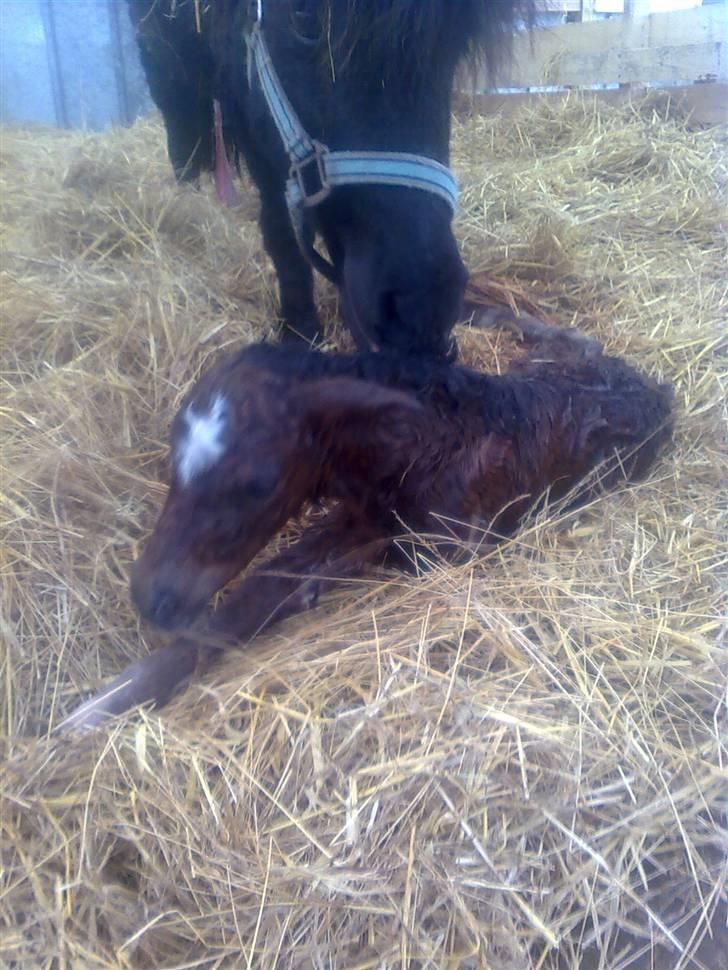 Shetlænder Fejø´s Fiona *RIP. D 22/4-12 * billede 8