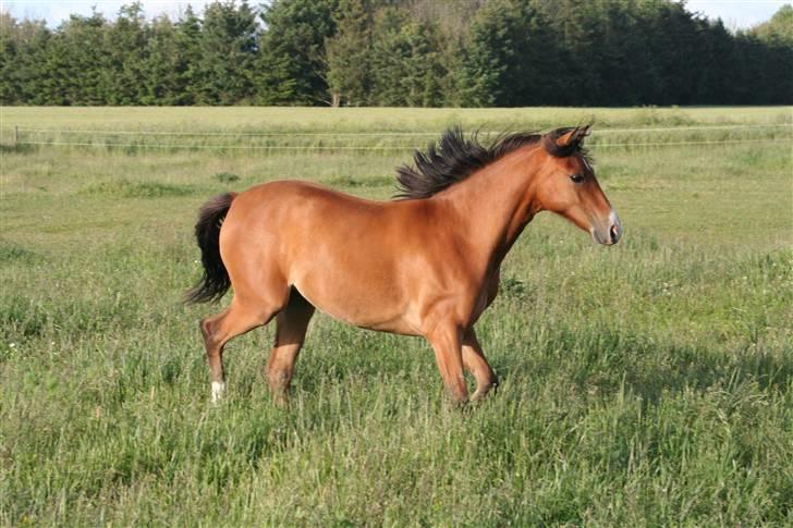 Welsh Cob (sec D) Ellebæks Mellody  billede 12