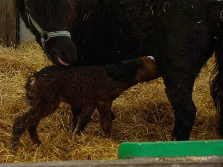 Shetlænder Fejø´s Fiona *RIP. D 22/4-12 * billede 9