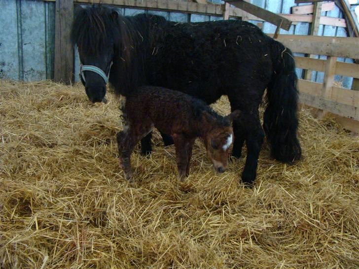 Shetlænder Fejø´s Fiona *RIP. D 22/4-12 * - 1 time gammel billede 10