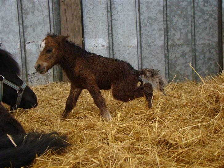 Shetlænder Fejø´s Fiona *RIP. D 22/4-12 * billede 11