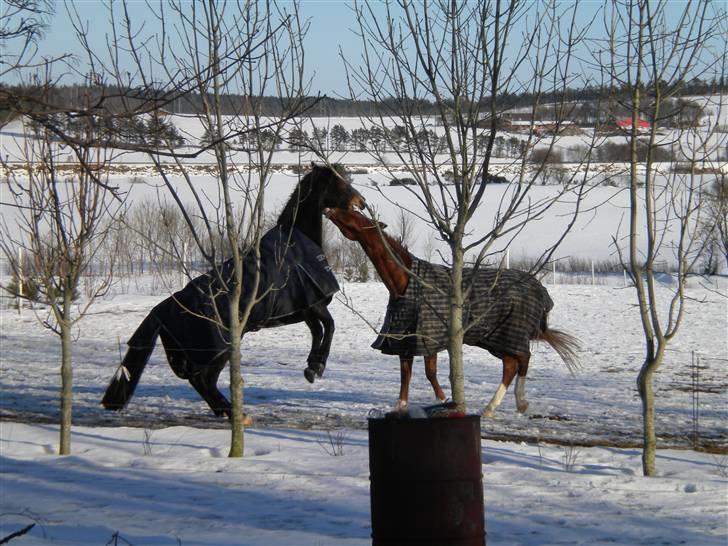 Anden særlig race Joker(min mors) R.I.P - Bisse-drengen leger lidt med spy (Spirit) De leger altid! :D billede 19