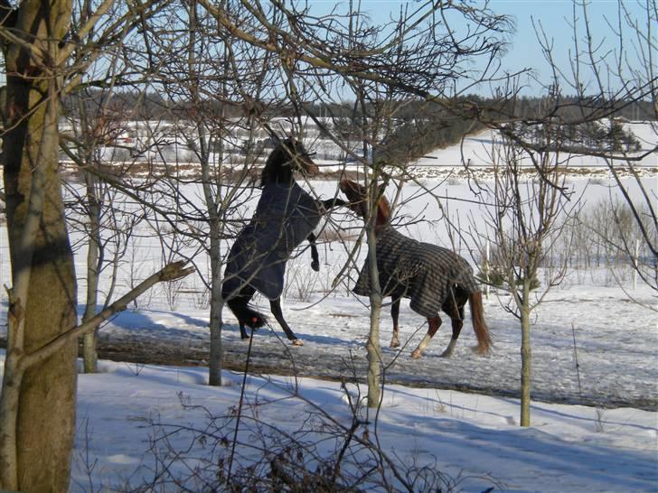 Anden særlig race Joker(min mors) R.I.P - Uh ha da! :D Hvad skulle de ellers lave på en snedækket mark ;D De kunne jo ikke æde sig fed.. billede 20