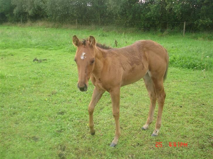 Quarter SHES A HOT TEQUILA - Et par måneder gammel.<3
 billede 3