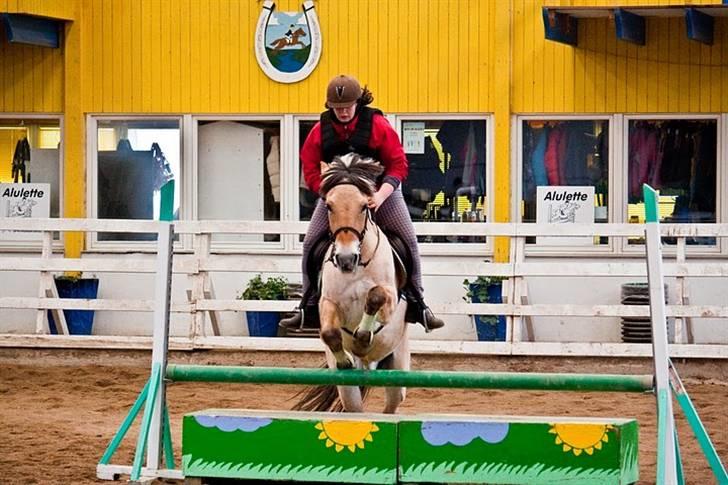 Fjordhest Anick <3 -Rideskolehest<3 - 1 gang jeg springer kasse  billede 16