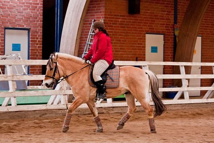Fjordhest Anick <3 -Rideskolehest<3 - Dressur, han er ikke den bedste dressur pony, men springe det kan han, og han elsker det og det gør jeg også så vi passer perfekt sammen<3 billede 20