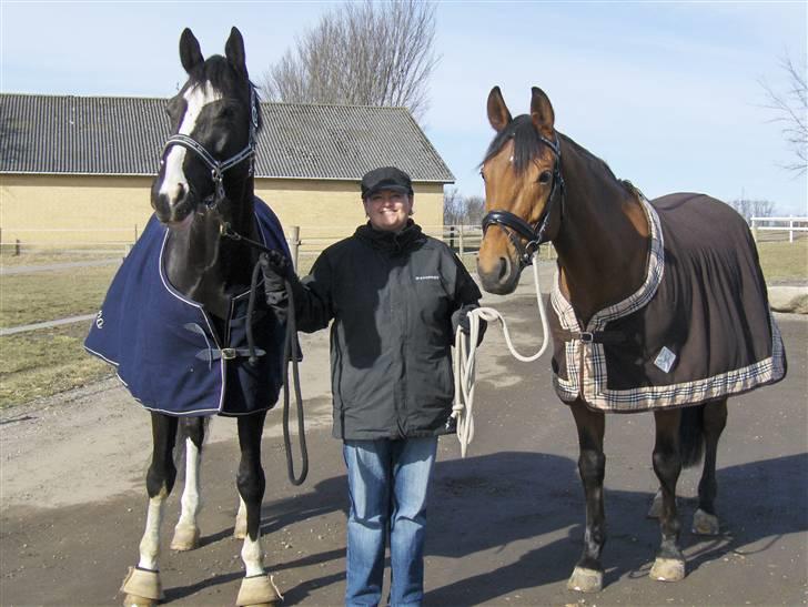 Dansk Varmblod Antino - antino, eva og firell billede 10