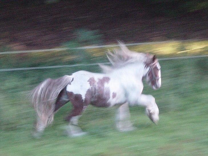Tinker Angus Mac Oc - Det kan godt gå stærkt ;-) billede 1