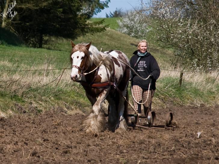 Tinker Angus Mac Oc - Forårsdag hos stald Ramsdal billede 2