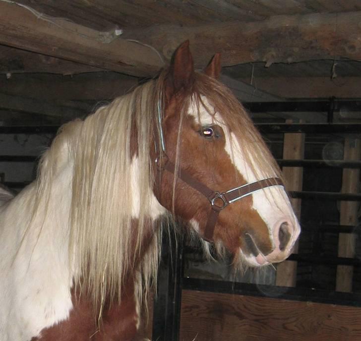 Tinker Angus Mac Oc billede 4