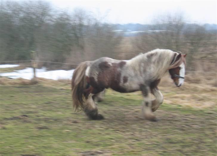 Tinker Angus Mac Oc - Jeg kan da lige gøre mig lidt mere til for damerne, så må de da få øje på mig :-) billede 6