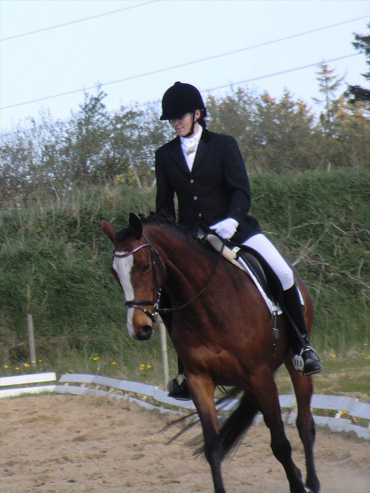 Fuldblod (XX) Competence (DEN) - 3. stævne billede 1