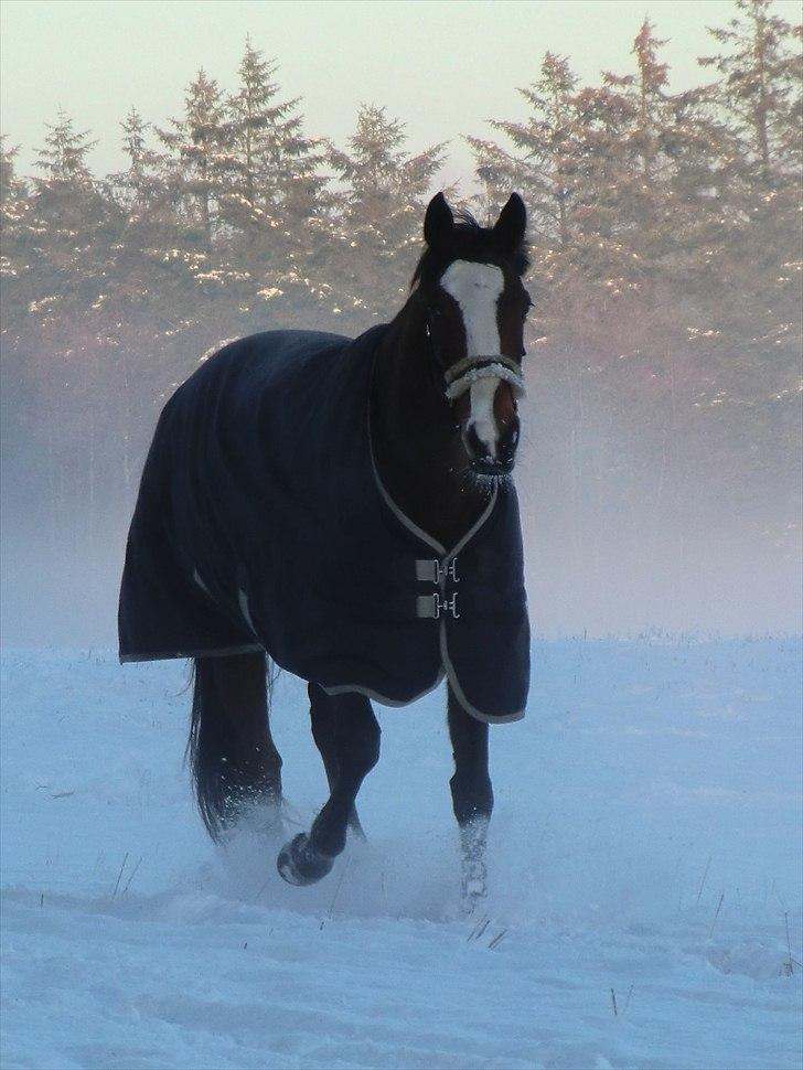 Fuldblod (XX) Competence (DEN) billede 11