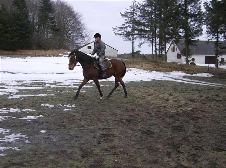 Fuldblod (XX) Competence (DEN) billede 6