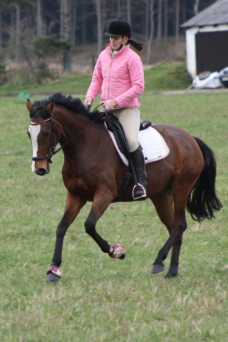 Fuldblod (XX) Competence (DEN) billede 4