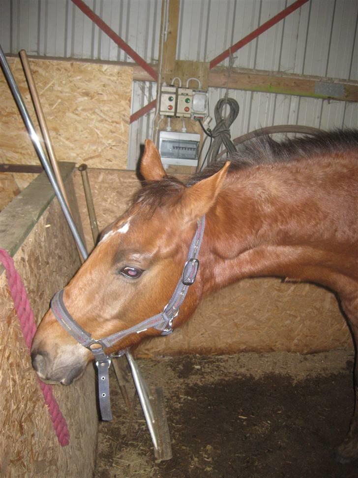 Dansk Varmblod Donadoni "G" *Solgt* billede 12