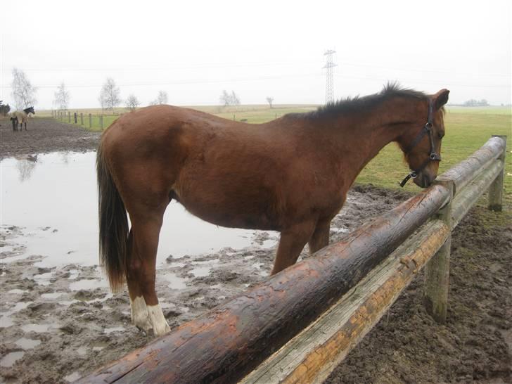 Dansk Varmblod Donadoni "G" *Solgt* billede 13