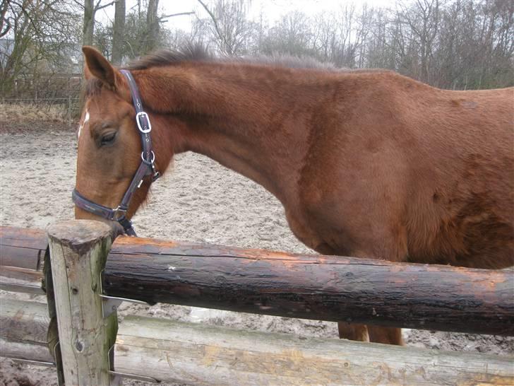 Dansk Varmblod Donadoni "G" *Solgt* billede 14