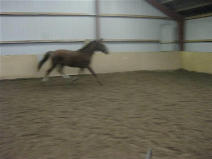 Dansk Varmblod Donadoni "G" *Solgt* billede 15