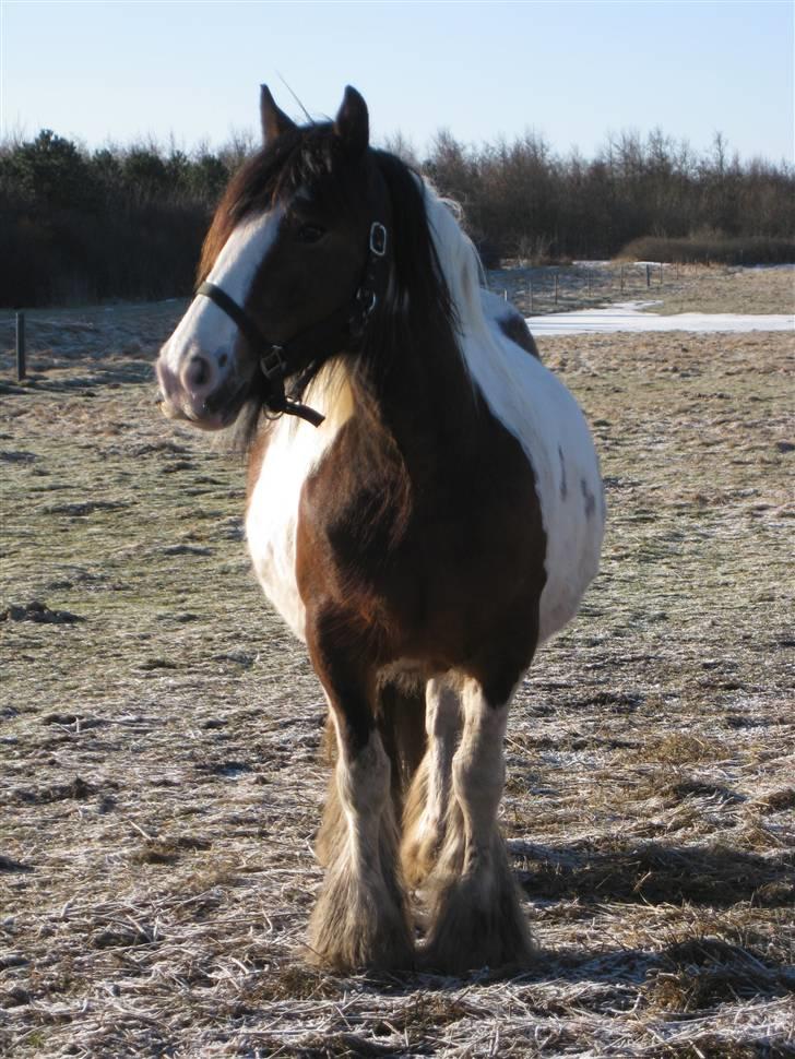 Irish Cob Corvette billede 1