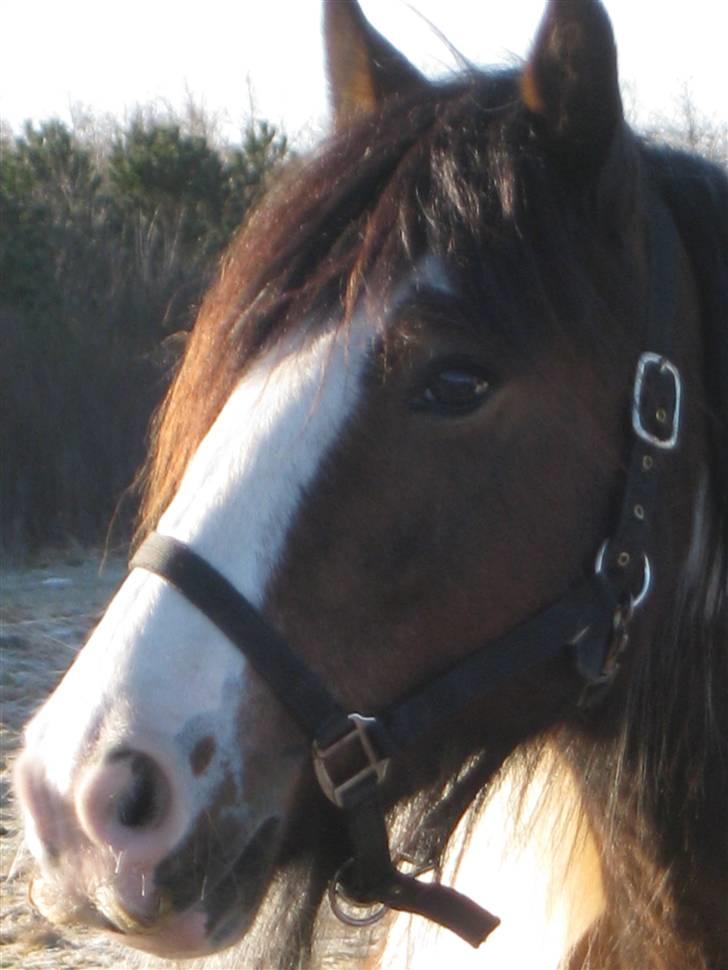 Irish Cob Corvette billede 2
