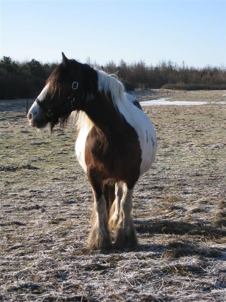 Irish Cob Corvette billede 3