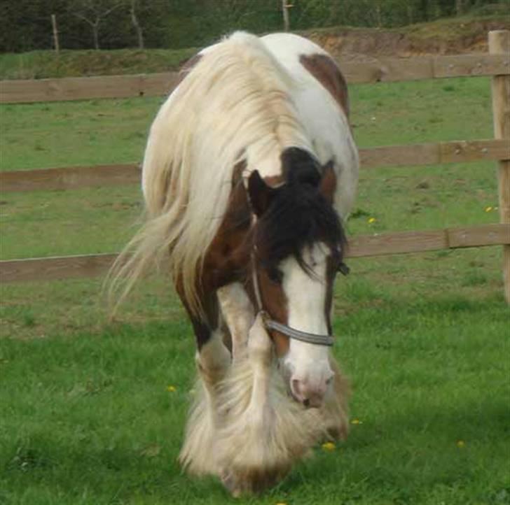 Irish Cob Corvette billede 4