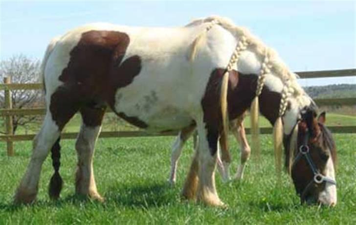 Irish Cob Corvette billede 5